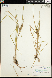 Sparganium emersum image