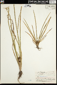 Sparganium emersum image