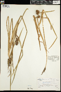 Sparganium glomeratum image