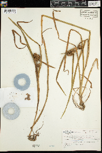 Sparganium glomeratum image