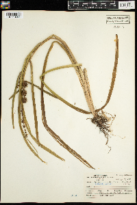 Sparganium androcladum image