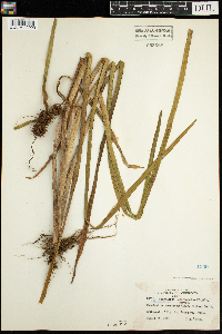 Sparganium androcladum image