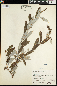 Salix humilis image