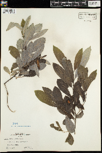Salix humilis image