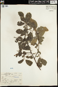 Salix humilis image