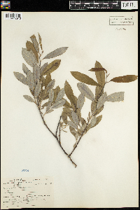 Salix humilis image