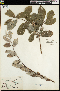 Salix humilis image