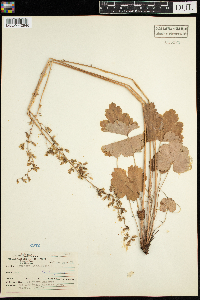 Heuchera richardsonii image