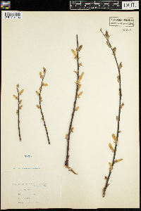 Salix humilis image