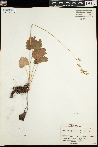 Heuchera richardsonii var. richardsonii image