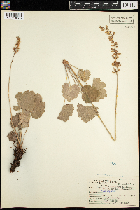 Heuchera richardsonii var. richardsonii image