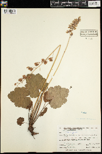Heuchera richardsonii image