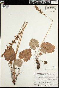 Heuchera richardsonii image
