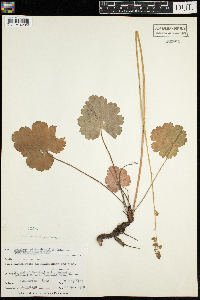 Heuchera richardsonii image