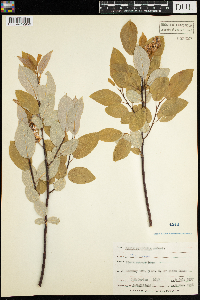 Salix pyrifolia image