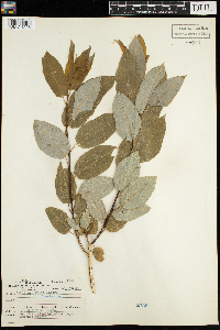 Salix pyrifolia image