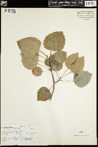 Populus grandidentata image