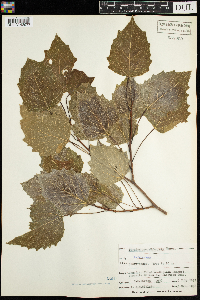 Populus grandidentata image