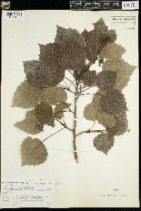 Populus grandidentata image