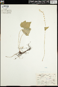 Mitella diphylla image