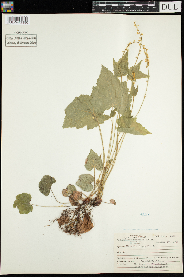 Mitella diphylla image