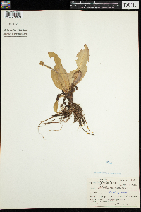 Micranthes pensylvanica image