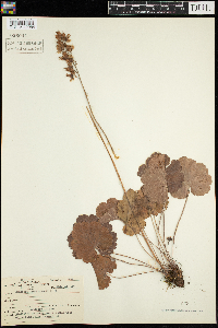 Heuchera richardsonii image