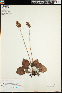 Heuchera richardsonii image