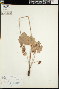 Heuchera richardsonii image