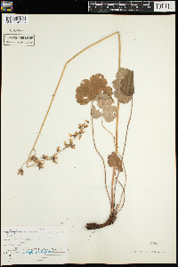 Heuchera richardsonii image