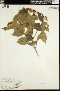 Viburnum rafinesquianum var. affine image