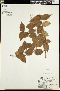 Viburnum rafinesquianum var. affine image