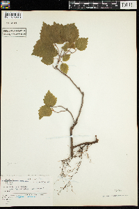 Viburnum rafinesquianum image