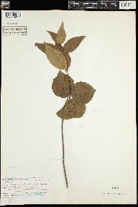 Viburnum rafinesquianum var. affine image