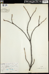 Viburnum rafinesquianum var. affine image