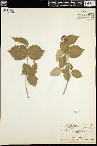 Viburnum rafinesquianum var. affine image