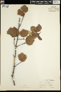 Viburnum edule image