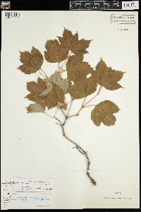Viburnum opulus var. americanum image