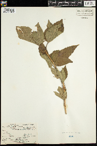 Viburnum opulus var. americanum image