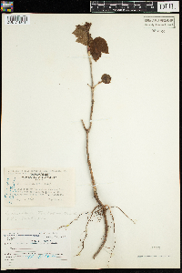 Viburnum opulus var. americanum image