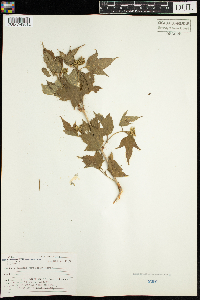 Viburnum opulus var. americanum image