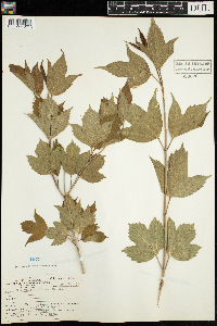 Viburnum opulus var. americanum image