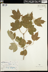 Viburnum opulus var. americanum image