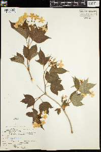 Viburnum opulus var. americanum image