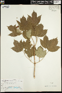 Viburnum opulus var. americanum image