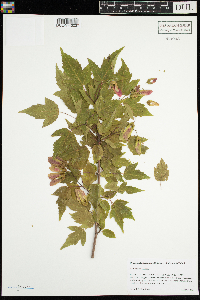 Acer ginnala image