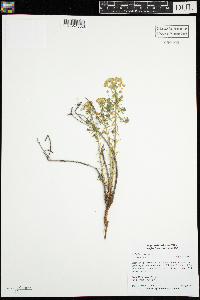 Thumbnail image of current specimen