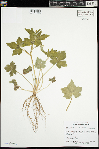 Ranunculus recurvatus image