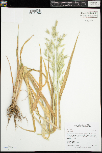 Avena sativa image