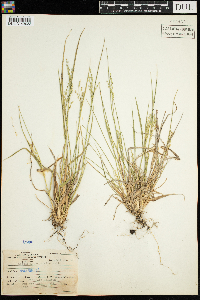 Dichanthelium depauperatum image